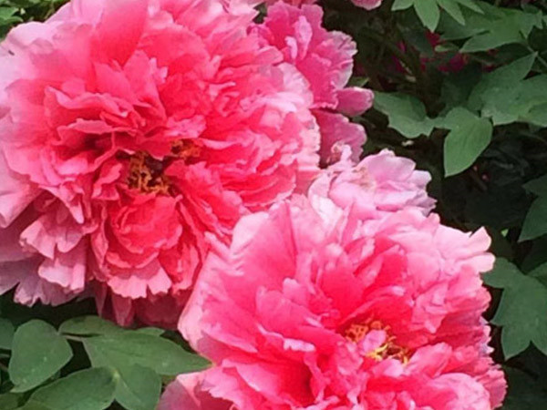 四月目光齊聚洛陽，牡丹花會驚艷開幕