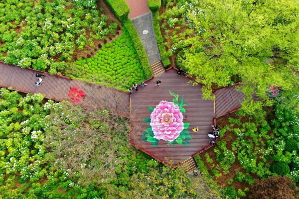 豫見高端，洛賞牡丹，錯過等一年